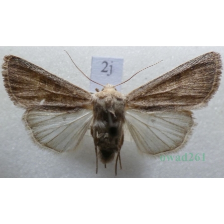 Caradrina morpheus (Hufnagel, 1766) Światłówka sennica Czech2j